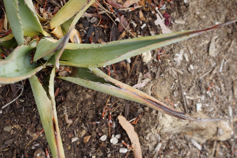 If your agave leaves are turning yellow, there are a few things you can do to try and fix the problem.