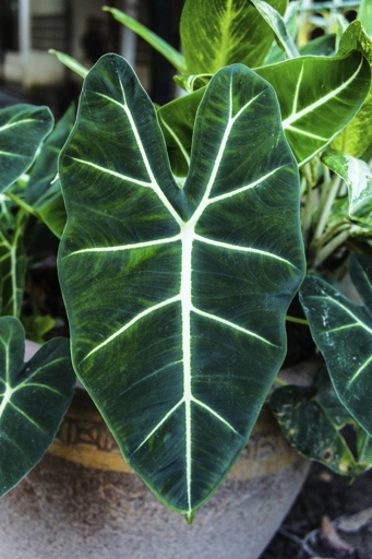 If your Alocasia is turning brown, it could be due to a fertilizer problem.