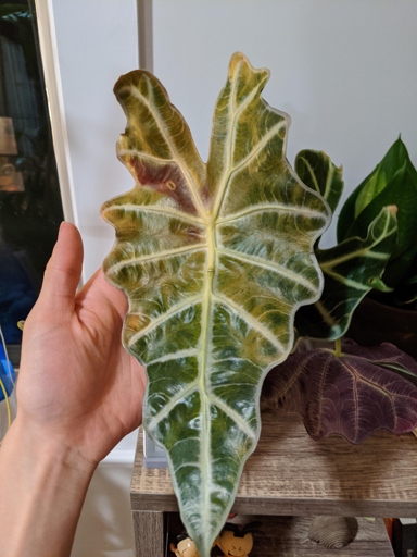 If your Alocasia Polly is turning yellow, it is likely due to humidity and temperature issues.