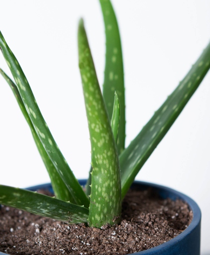 If your aloe leaves are turning black, it could be caused by anything from too much sun to too much water.