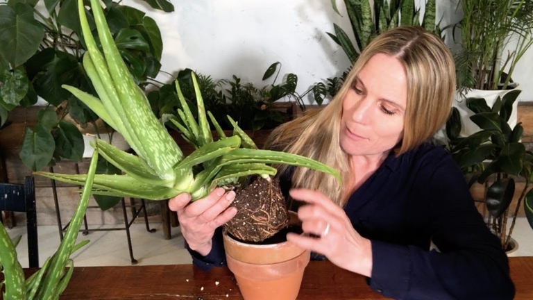 If your aloe leaves are turning purple, don't worry! There are a few simple things you can do to fix the problem.