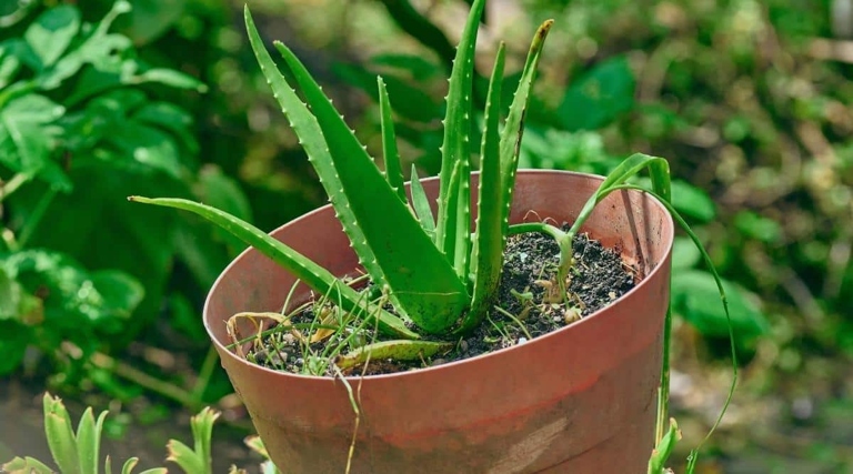 If your aloe plant is top-heavy, you can cut away any damaged leaves to help it regain its balance.