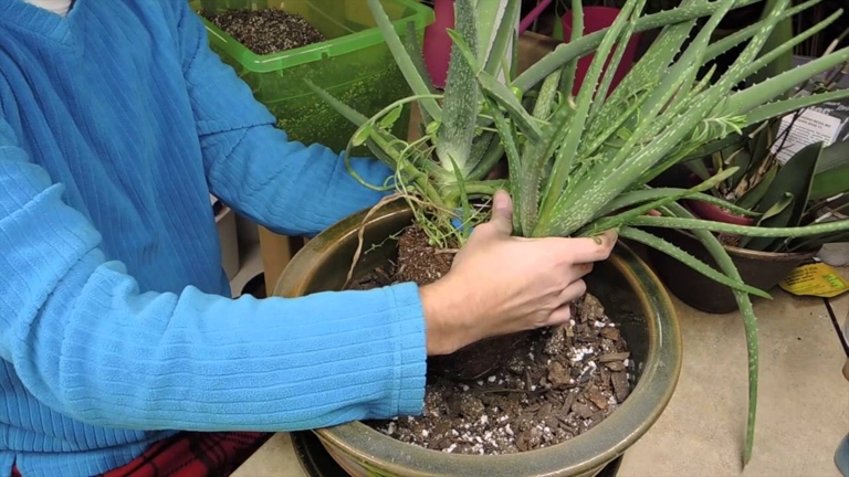 If your aloe plant is top heavy, you can fix it by repotting it in a larger pot, staking it, or trimming it.