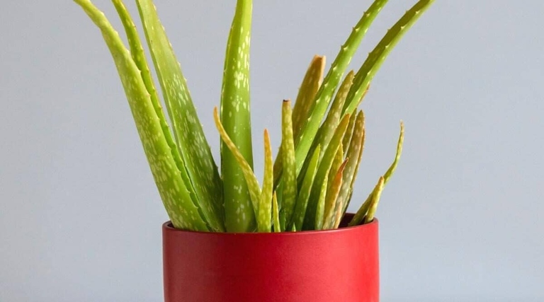 If your aloe plant is turning white, it could be caused by a number of things, including too much sun, too much water, or a lack of nutrients.