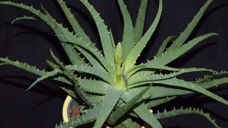If your aloe plant is turning white, it could be due to a number of reasons. Fortunately, there are a few things you can do to fix the problem.