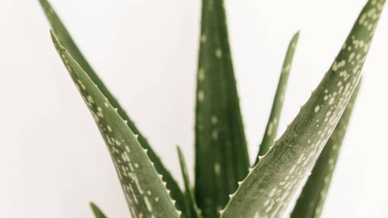 If your aloe plant is turning white, it could be due to a sudden change in temperature.