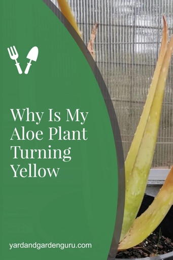 If your aloe plant is turning yellow, it is likely due to a nutrient deficiency.