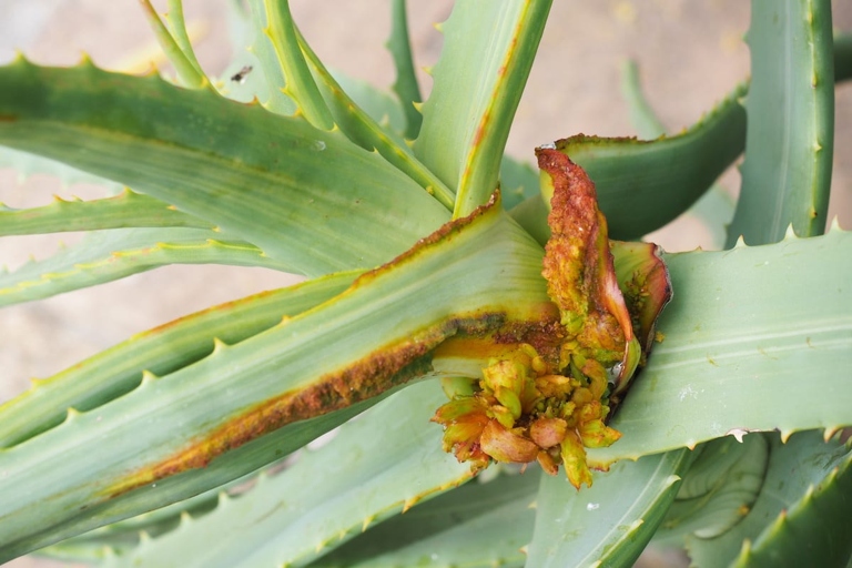 If your aloe plant's leaves are turning yellow, it could be due to an insect infestation.