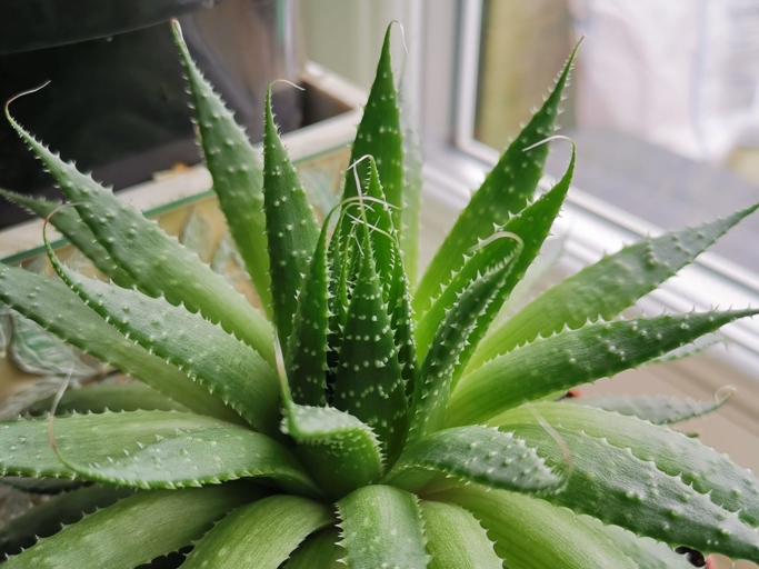 If your aloe vera is looking leggy, don't worry, there are some easy steps you can take to fix it.