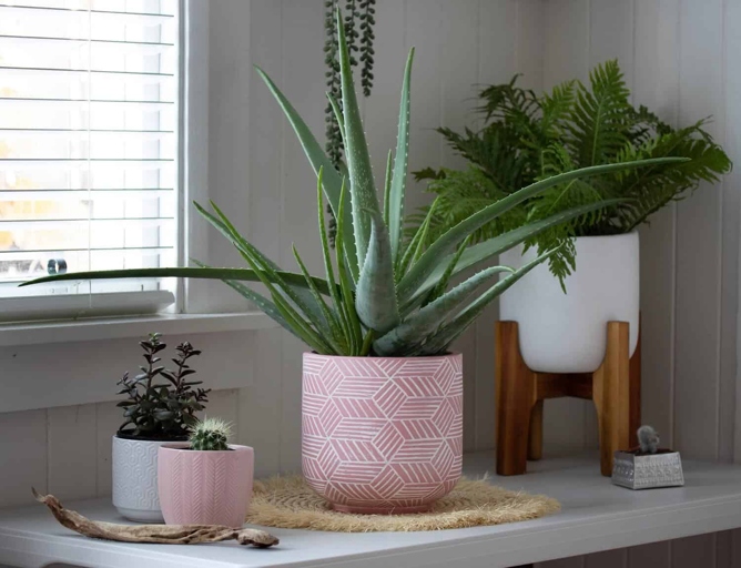 If your aloe vera is looking leggy, there are a few things you can do to fix the problem.