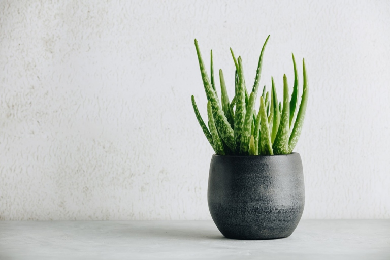 If your Aloe Vera is looking leggy, you can make it look lush and bushy by using a suitable pot size.