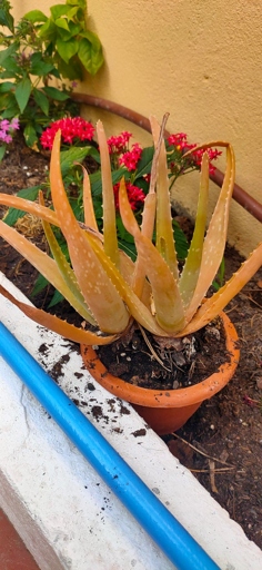 If your aloe vera is turning pink, it is likely due to improper watering.