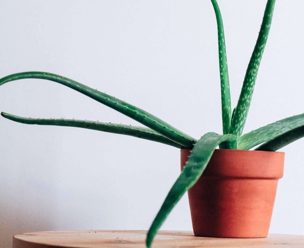 If your aloe vera plant is drooping, it is likely due to lack of water.
