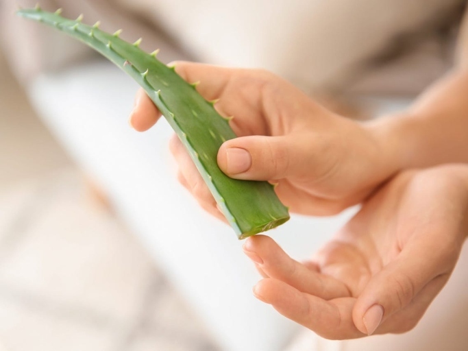 If your aloe vera plant is looking a little worse for wear after a sunburn, don't despair.