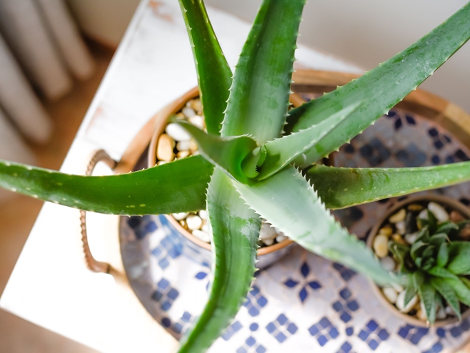 If your aloe vera plant is sunburnt, the first thing you should do is move it to a shadier location.