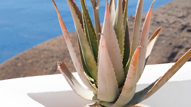 If your aloe vera plant is turning brown and mushy, it is likely experiencing transplant shock.