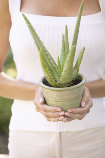 If your aloe vera plant is turning pink, it could be due to a pest infestation. Combat pests by using a pesticide specifically designed for aloes, such as an insecticidal soap.