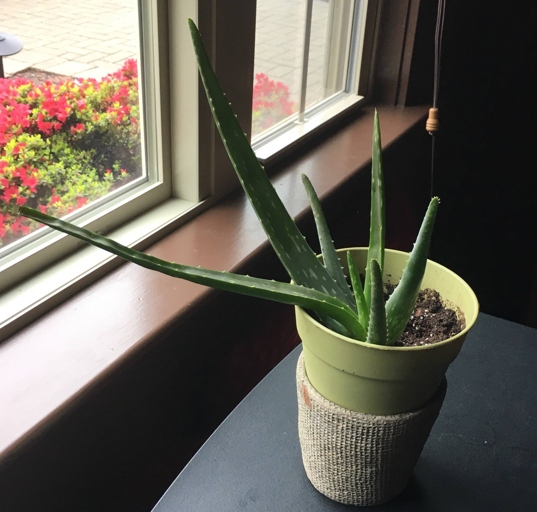 If your aloe vera plant's leaves are bending, it could be due to a very shallow container.
