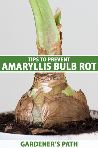 If your amaryllis bulb is not growing, try soaking it in water for 24 hours before planting.
