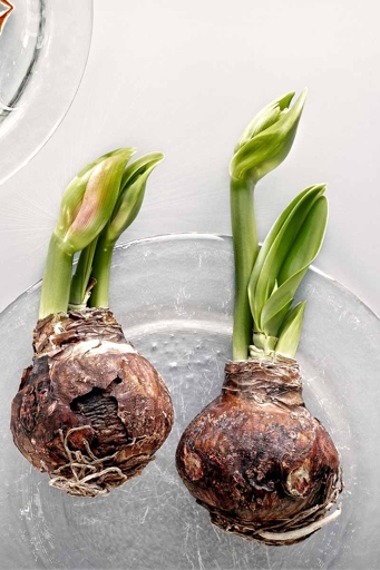If your amaryllis bulb is rotting, it is likely because it is too wet.