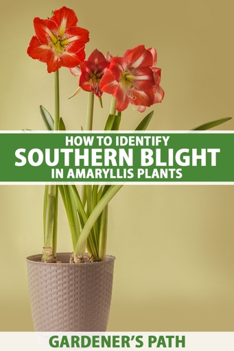 If your Amaryllis is not growing, the problem may be that it is not getting enough light.