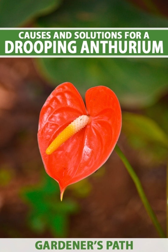 If your anthurium leaves are curling, it could be caused by several different factors. But don't worry, there are solutions for each issue.