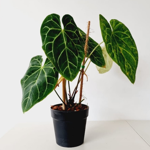 If your anthurium leaves are curling, it could be due to too much direct sunlight or lack of light.
