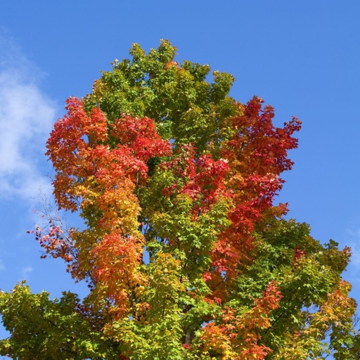 If your apple tree's leaves are turning red, don't worry - it's probably just a sign that the tree is adjusting to its environment.