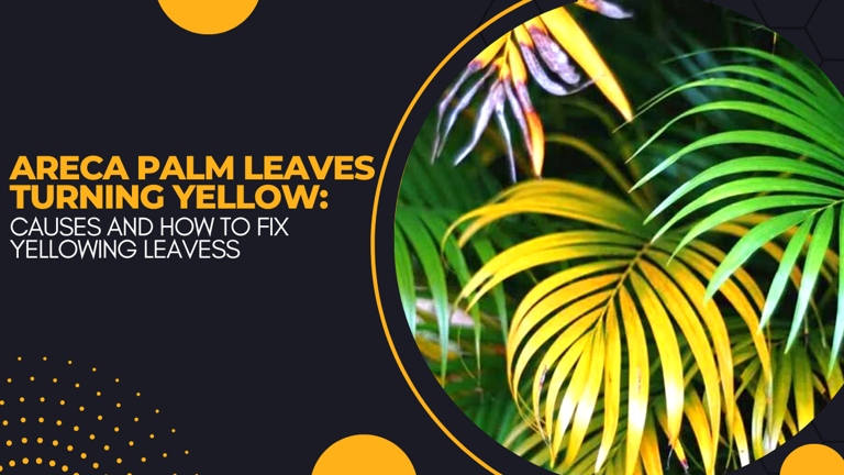 If your Areca palm leaves are turning yellow, the solution is to check the roots and make sure they're not waterlogged.