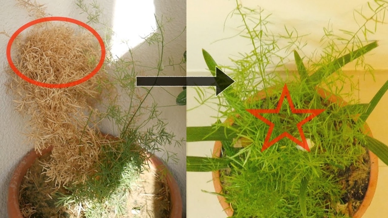 If your asparagus fern is turning brown, don't worry! There are a few simple solutions that can help bring your plant back to life.