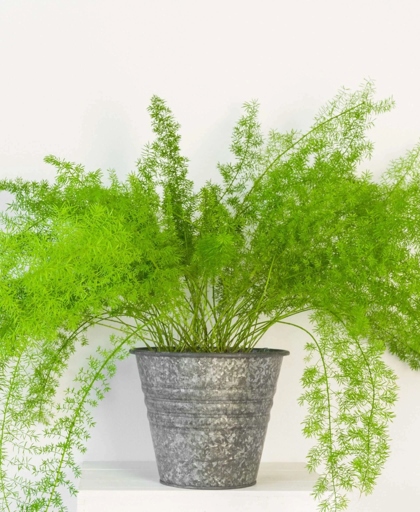 If your asparagus fern is turning brown, don't worry! There are a few simple things you can do to fix the problem.