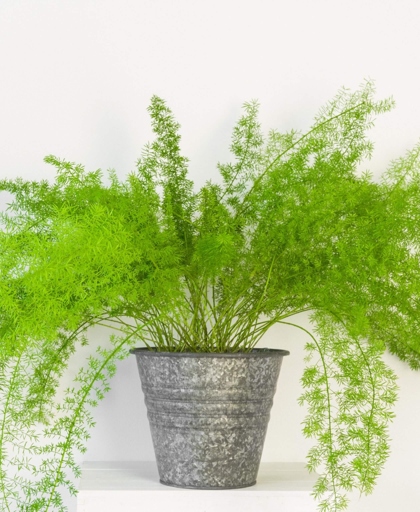 If your asparagus fern is turning brown, it could be due to a nutrient deficiency.