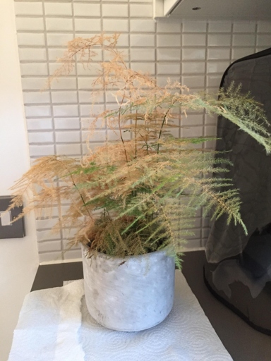 If your asparagus fern is turning brown, there are a few things you can do to fix it.