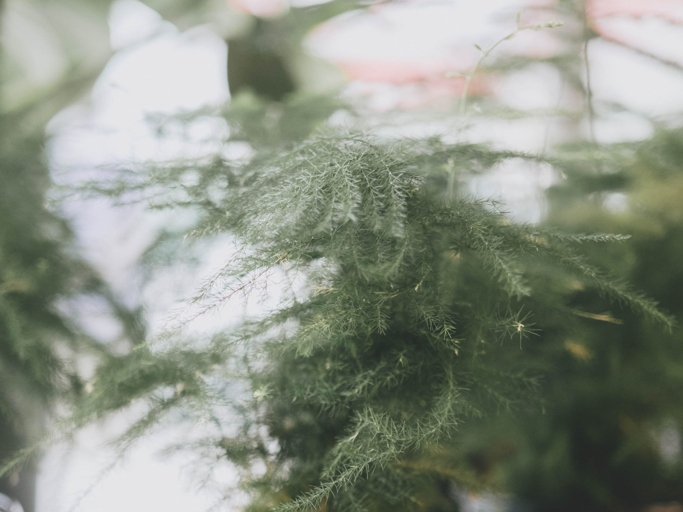 If your asparagus fern is turning brown, there are a few things you can do to try and fix the problem.