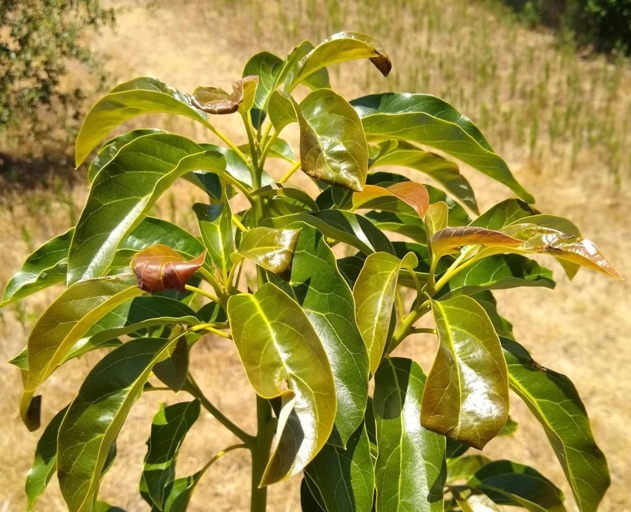 If your avocado leaves are curling, it is likely due to underwatering.