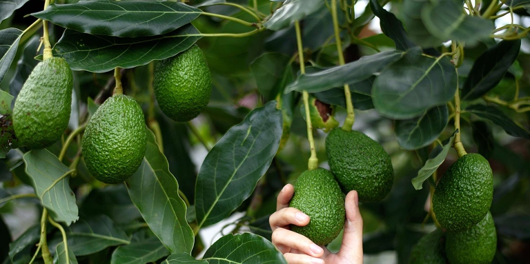 If your avocado tree is leggy, it may be due to excessive fertilizer.