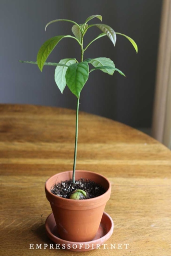 If your avocado tree is leggy, you can cut the top off to encourage it to grow sideways.