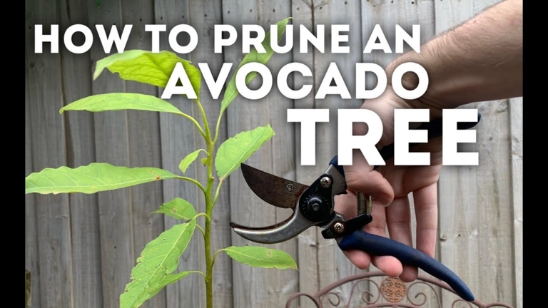 If your avocado tree is leggy, you can fix it by pruning the roots.