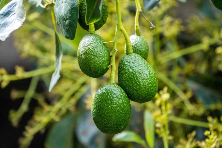 If your avocado tree is looking leggy, there are a few easy things you can do to fix it.