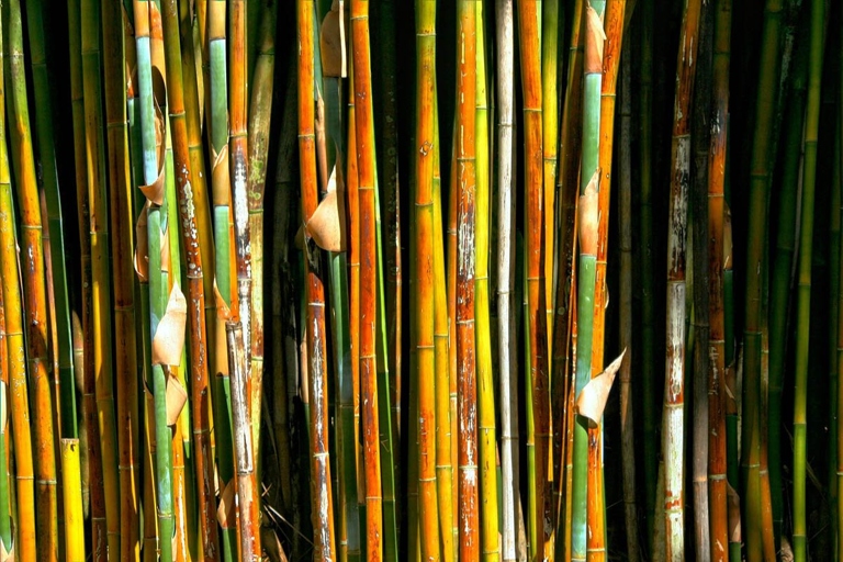 If your bamboo is turning brown, it is likely due to a lack of water or nutrients.
