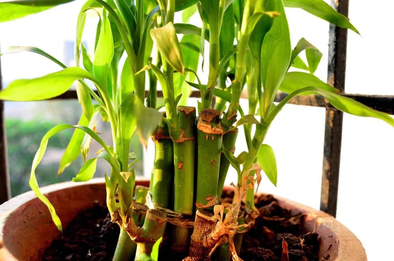 If your bamboo is turning yellow, it could be due to a number of different factors. Choosing the right container for your bamboo can help prevent this from happening.
