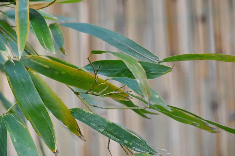 If your bamboo is turning yellow, it is likely due to a nutrient deficiency.