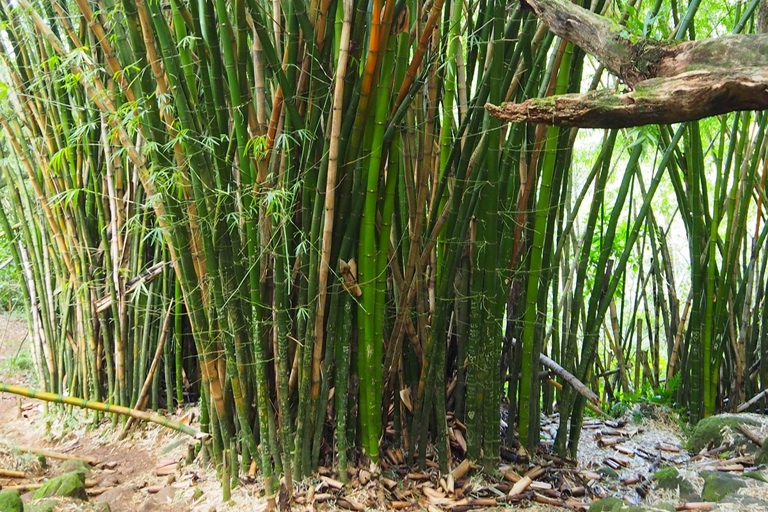 If your bamboo plants have brown tips, you can cut them off with a sharp knife or pruning shears.