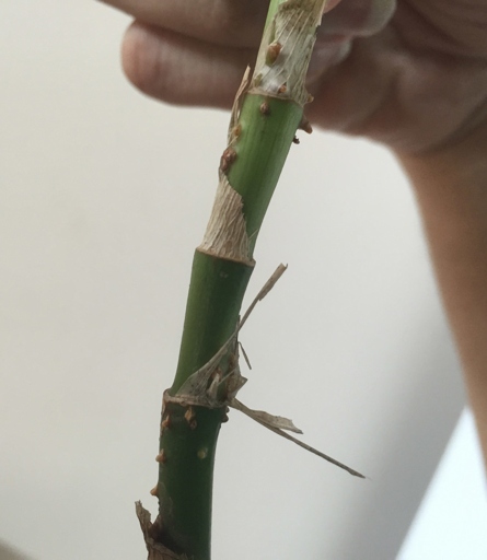 If your bamboo's roots are looking a little orange, don't worry! With a few simple solutions, you can get them back to their healthy green state in no time.