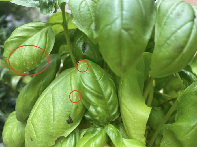 If your basil leaves are turning white, don't despair. There are a number of possible causes, and solutions.