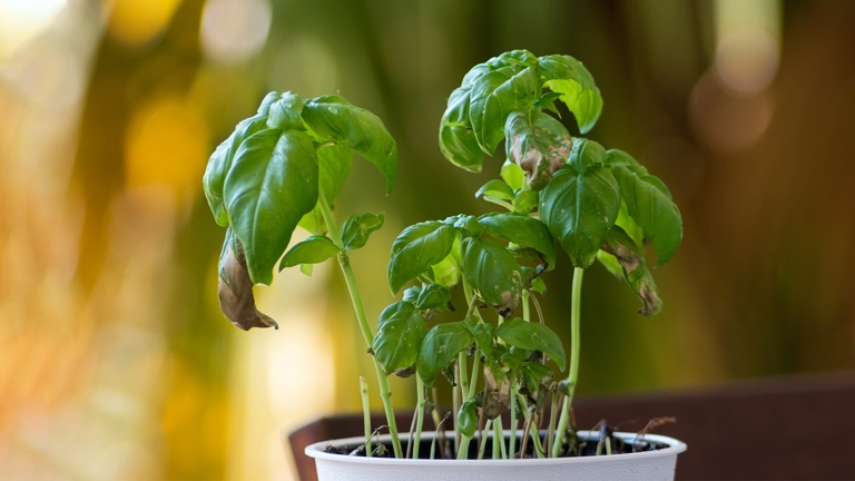 If your basil leaves are turning white, it could be because they're too close to a heat source.