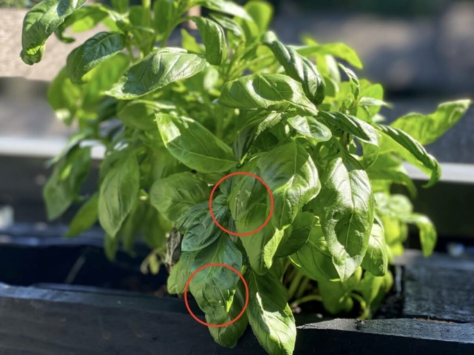 If your basil leaves are turning white, it could be caused by any number of factors, including too much sun, too much water, or pests.