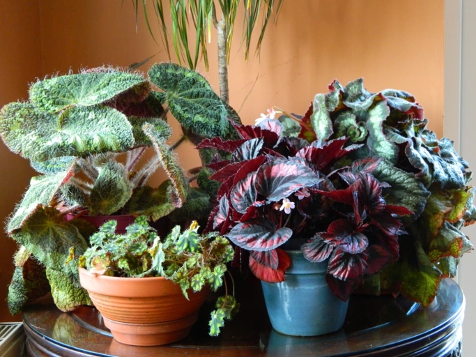 If your begonia is getting too big for its pot, it's time to repot.