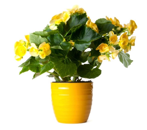 If your begonia leaves are turning brown, it is likely due to a lack of water or nutrients.