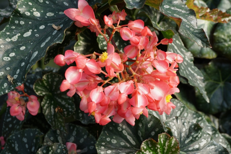If your begonias are dying, it could be a sign that your soil is unhealthy.